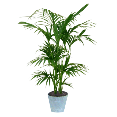 PNG plante KENTIA