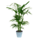 PNG plante KENTIA