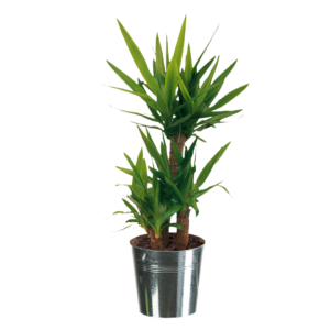 PNG plante YUCCA