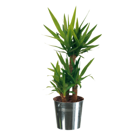 PNG plante YUCCA