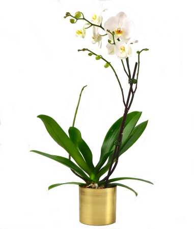 image orchidée